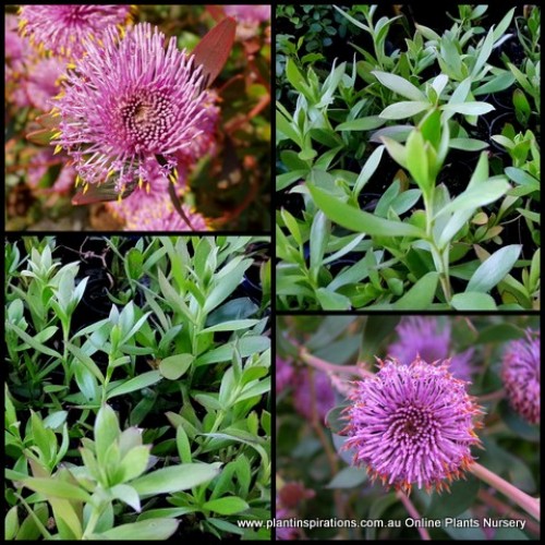 Pink Drumsticks x 1 Plants Hardy Rose Coneflower Native Erect Shrubs Pink Mauve Flowering Bush Garden Plants Isopogon cunneatus